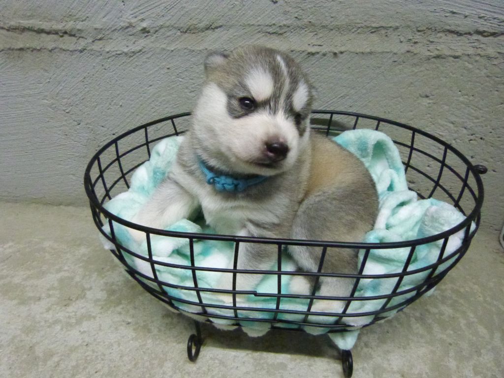 De L’Espoir Des Plaines - Chiot disponible  - Siberian Husky