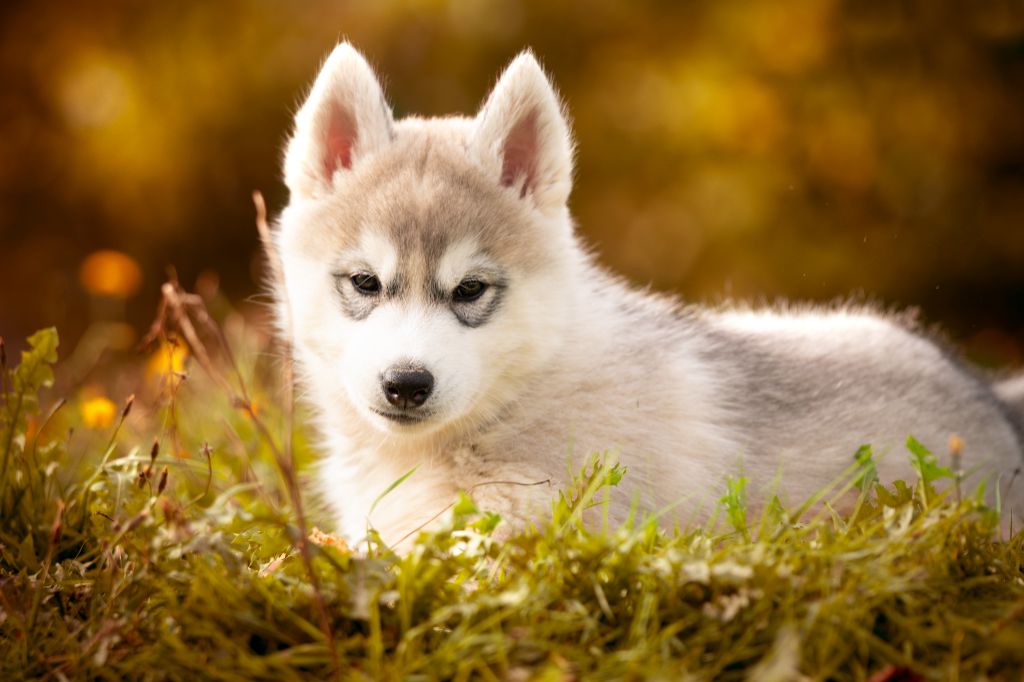 De L’Espoir Des Plaines - Chiot disponible  - Siberian Husky