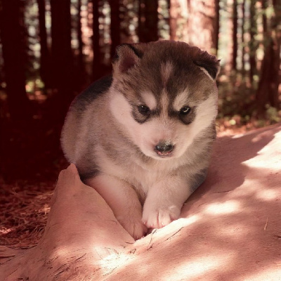 De L’Espoir Des Plaines - Siberian Husky - Portée née le 16/08/2024