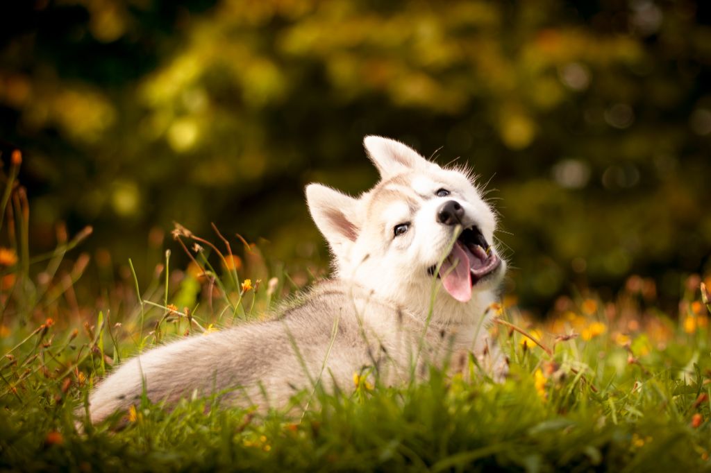 De L’Espoir Des Plaines - Chiot disponible  - Siberian Husky