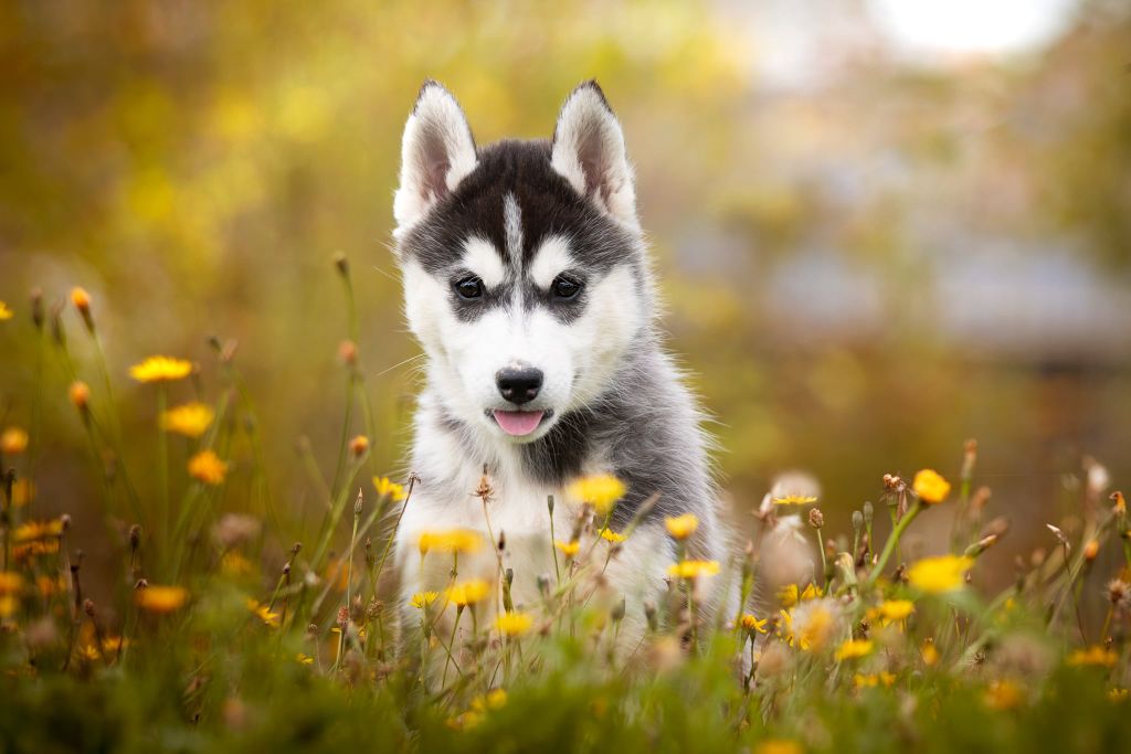 De L’Espoir Des Plaines - Chiot disponible  - Siberian Husky