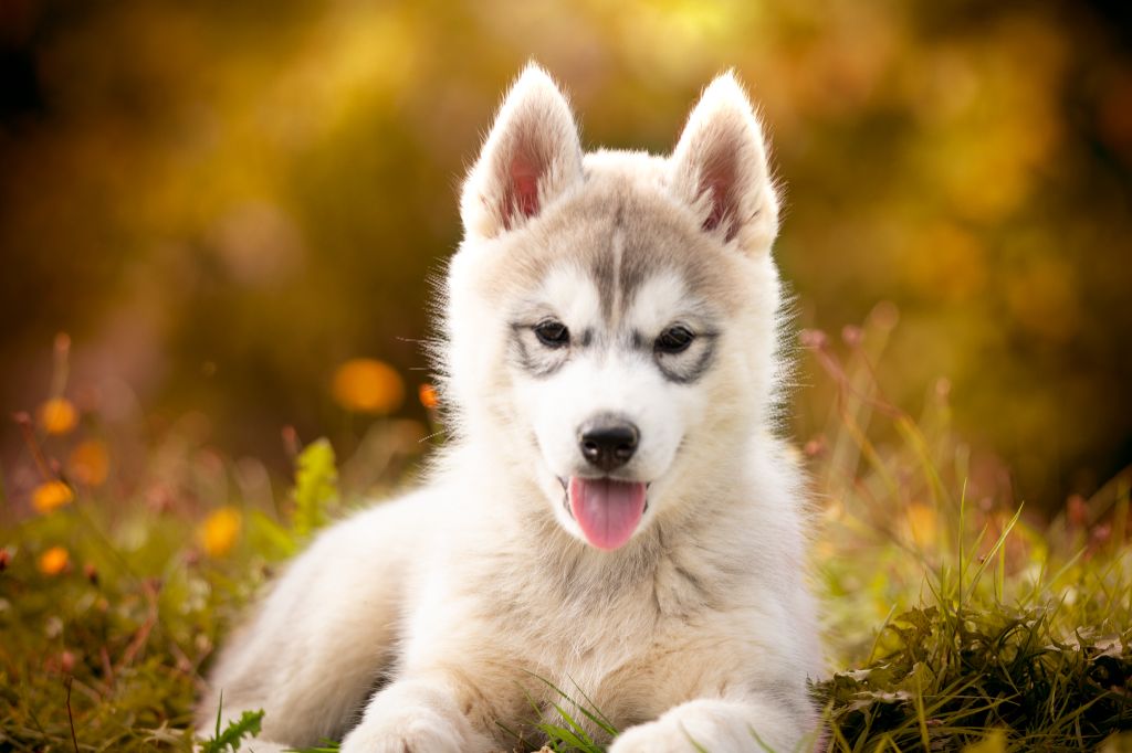 De L’Espoir Des Plaines - Chiot disponible  - Siberian Husky