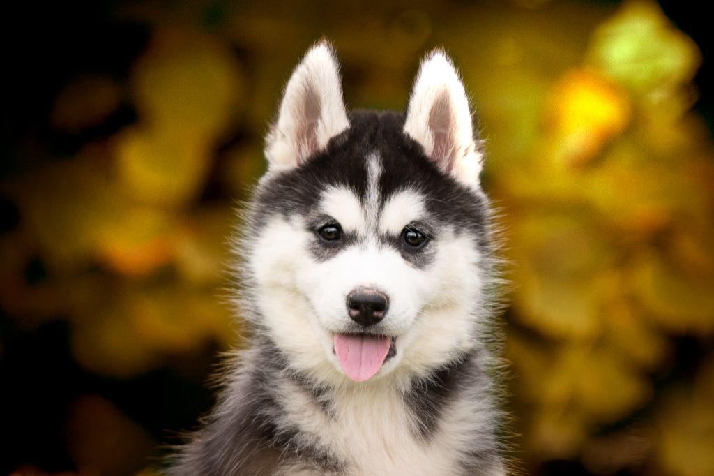 De L’Espoir Des Plaines - Chiot disponible  - Siberian Husky